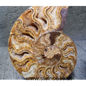 Ammonite /Fossil  - links